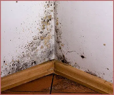 Homestead Restoration Expert Homestead, FL 786-296-0023