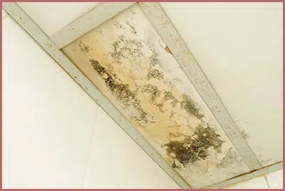 Homestead Restoration Expert Homestead, FL 786-296-0023